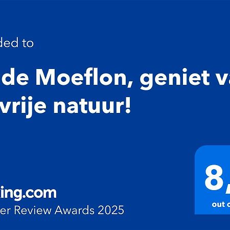 Wilde Moeflon, Geniet Van De Vrije Natuur! Otterlo Kültér fotó