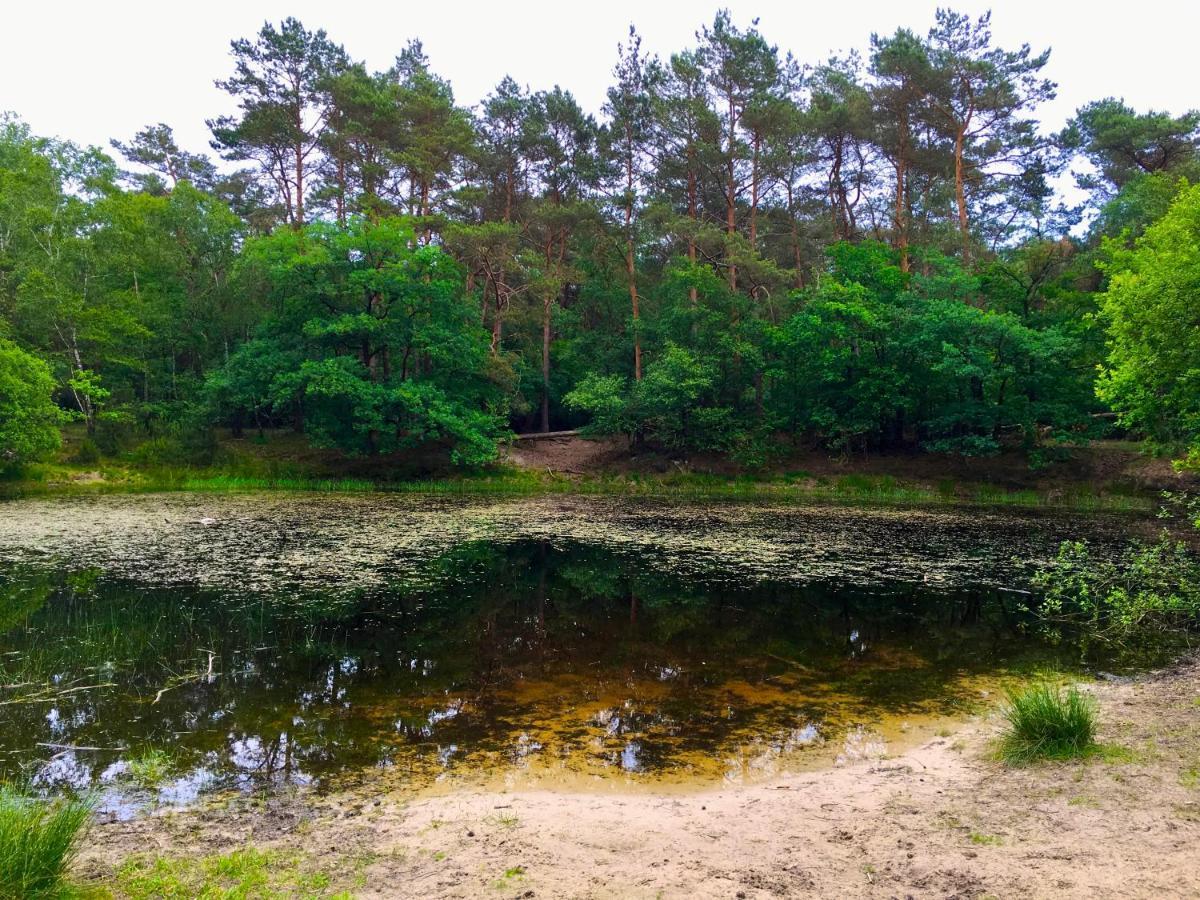 Wilde Moeflon, Geniet Van De Vrije Natuur! Otterlo Kültér fotó