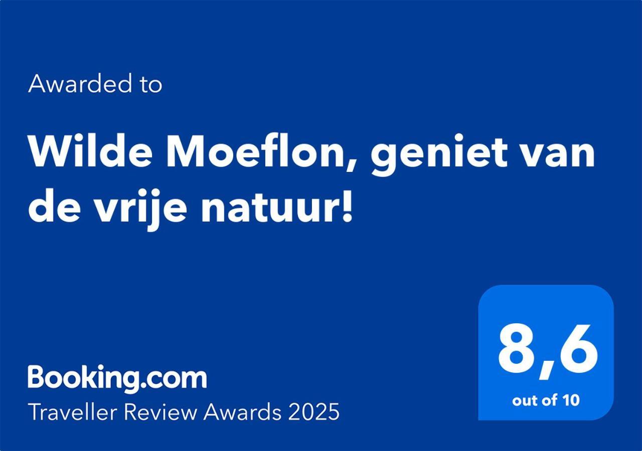 Wilde Moeflon, Geniet Van De Vrije Natuur! Otterlo Kültér fotó
